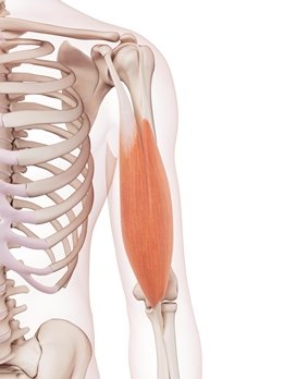 arm muscle on skeleton